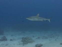 Grey Reef Shark Stock Footage