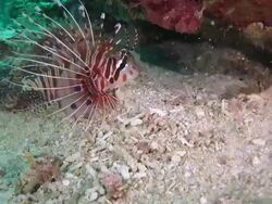 Lionfish hides in the hole Stock Footage