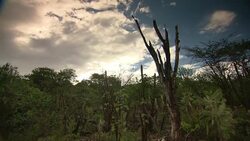 Clouds drift over a forest. Stock Footage