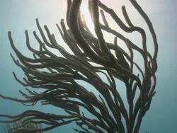 MS Shot of Sea fan / Playa del Carmen, Isla Mujeres, Mexico Stock Footage