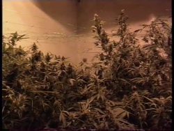 GERMANY: BERLIN: PROTESTORS CALL FOR LEGALISATION OF MARIJUANA News Clip