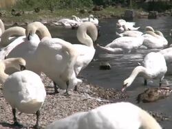swans Stock Footage