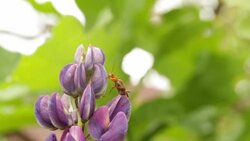 Beetle Stock Footage