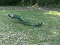 Peacock 20  1080/60i Stock Footage