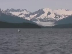 Orca Killer Whale Hunting Sea Lions Breach Glacier Alaska Watching Stock Footage