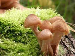 MS Mushrooms on trunk / Saarburg, Rhineland-Palatinate, Germany Stock Footage