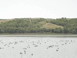 Ducks swim on a lake Stock Footage
