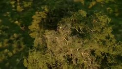 A bald eagle perches in the uppermost branches of a tree. Stock Footage