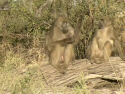 MS Shot of chacma baboons sitting on fallen log observing surroundings / Okavango Delta, North-West District, Botswana Stock Footage