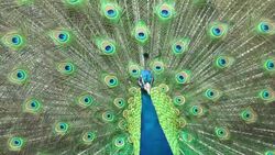 A peacock struts as it displays its tail feathers. Stock Footage