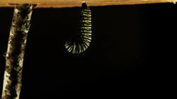 Metamorfosis Instructional Video