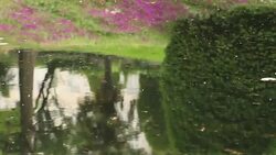 reflection Stock Footage