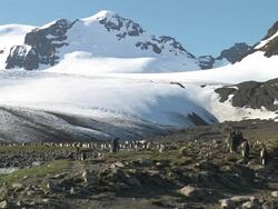WS, King penguin (Aptenodytes patagonicus) rookery, snow capped mountains in background, South Georgia Island, Falkland Islands, British overseas territory Stock Footage