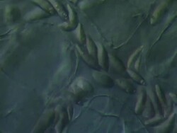 Capillaries of Toad tadpole tail. Olympus BH-2 microscope Olympus S-Plan 20x objective with 5x photoeyepiece. Differential Interference Contrast. Shutter speed 1/1000 second. Horizontal field of view 340 micrometres. Stock Footage