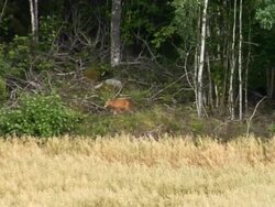 Roe Deer 01 Stock Footage