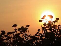 Straw flowers at sunset Stock Footage