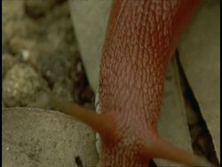 CU red bodied snail moving on branch, leaving snail trail, Western Ghats, India Stock Footage
