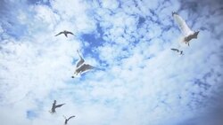 A flock of gulls flying in front of blue sky in Maine, USA Stock Footage