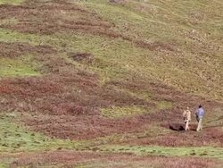 WS Sex herb collectors at Himalayan mountains / Durma, Banke District, Nepal Stock Footage