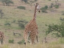 Medium pan-right tilt-down tilt-up - Reticulated giraffes walk through a grassy field / Kenya Stock Footage