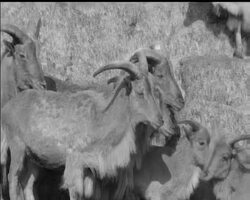 LITTLE PIP News Clip