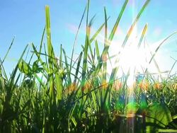 HD: Jogging Stock Footage