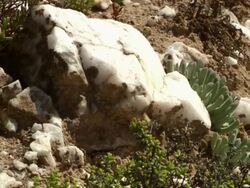 MS Shot of White and black mottled quartz rock surrounded by vygies / Namaqualand, Northern Cape, South Africa Stock Footage