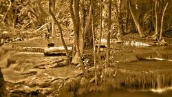 Forest stream Stock Footage