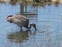Crane Feeding Under Water Stock Footage