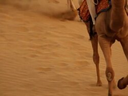 Camel walking on desert, Sam Desert, Jaisalmer, Rajasthan, India Stock Footage