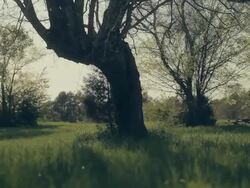 Oak tree in field Stock Footage