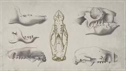 How Sloths Went From the Seas to the Trees Instructional Video