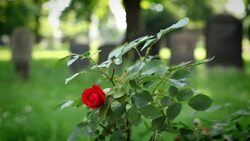 Blooming Rose in a cemetery Stock Footage