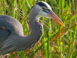 Blue heron close up Stock Footage