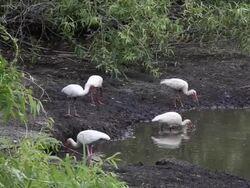 Dry season in the everglades Stock Footage
