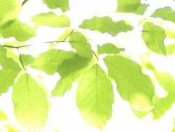 HD Beech leaves rack focus Stock Footage