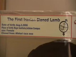 Label for first Iranian cloned lamb, Royan Institute, Esfahan, Iran (sound available) Stock Footage