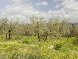 MS Shot of Olive tree plantation / Cinigiano, Tuscany, Italy Stock Footage