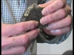 House hit by small meteorite, geologists say News Clip