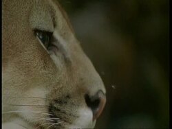 BCU Profile of Puma face, South America Stock Footage