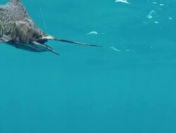 CU TS Shot of sailfish on fishing line under water / Iztapa, Guatemala Stock Footage