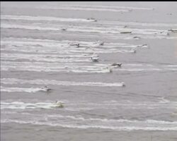 POWER BOAT RACE News Clip