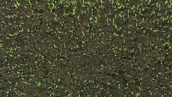 Lawn sprout. Top view Stock Footage