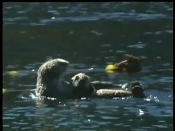 MS Sea Otter, Enhydra lutris, with offspring, Arctic Circle Stock Footage