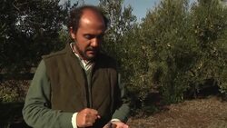 Toxic storm of unseasonal weather and pests pushing up olive oil prices News Clip
