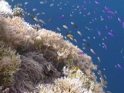 Anemone guarded by clown fish. Various tropical fish, Southern Visayas, Philippines Stock Footage