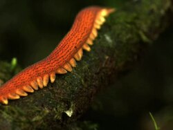 Close up, side angle, slow motion; Velvet worm crawling  Stock Footage