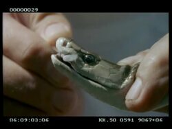 CU Black mamba's fangs & (eponymous) black mouth - displayed by Keeper Stock Footage