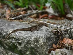 Lizard Stock Footage