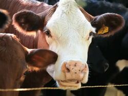 PAN Cows Standing in Row Along Fence / Richmond. Virginia, USA  Stock Footage